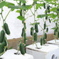 Mini-Me F1 Organic Cucumber