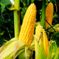 Honey Select F1 Corn