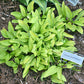 Gosan Gold Midget Hosta