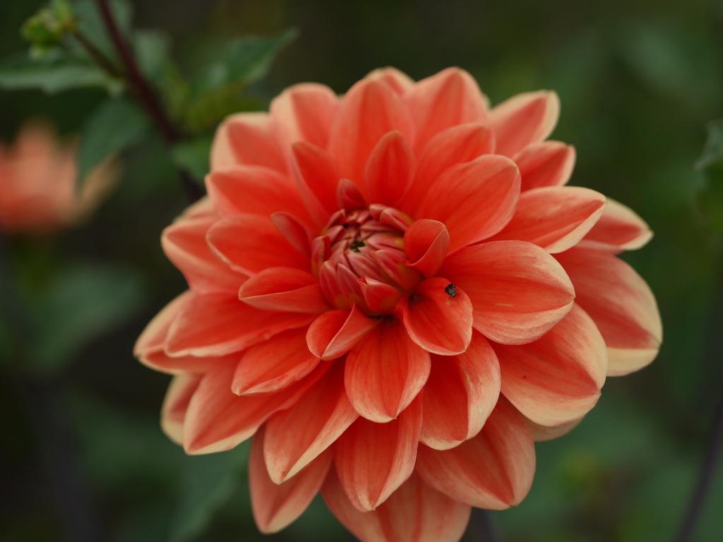 Teddy Dahlia