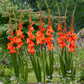 Live Oak Gladiolus Corms Plants online shopping