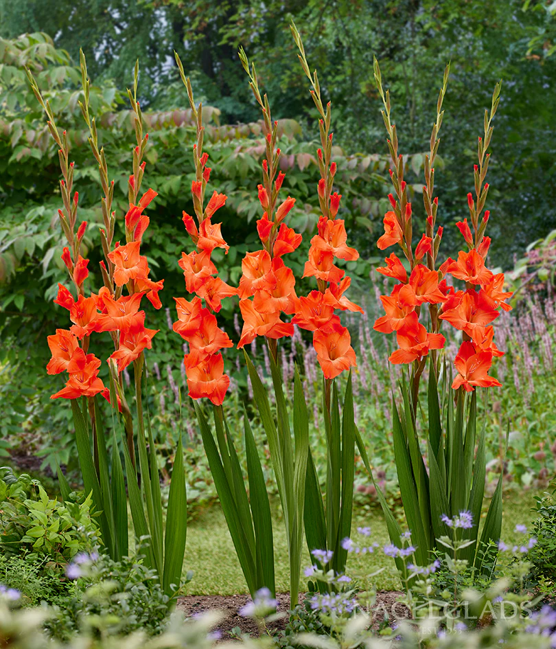 Live Oak Gladiolus Corms Plants online shopping