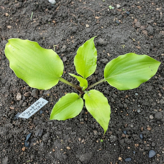 Pavlova Delight Hosta Plants online shopping