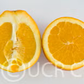 Cogan Navel Orange Budwood citrus plant material online shopping