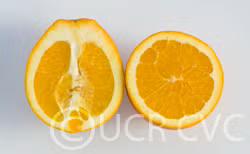 Cogan Navel Orange Budwood citrus plant material online shopping