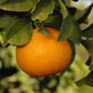 Bouquet de Fleurs Sour Orange Budwood citrus plant material online shopping