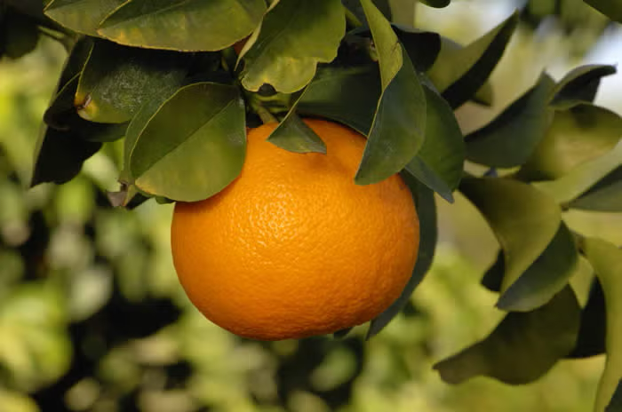 Bouquet de Fleurs Sour Orange Budwood citrus plant material online shopping