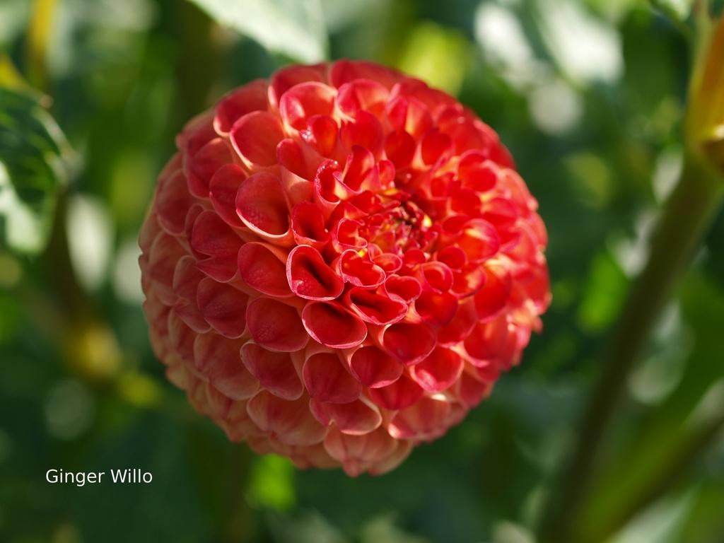 Ginger Willo Dahlia