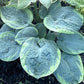 Victory Lap Hosta Plants online shopping