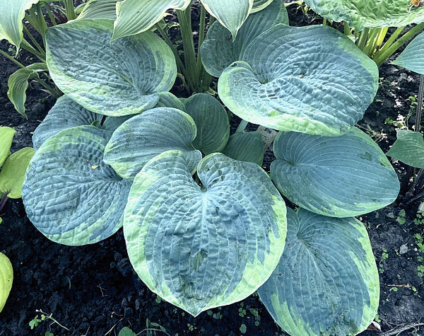 Victory Lap Hosta Plants online shopping