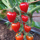 Sweet Hearts Grape Tomato