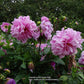 Vassio Meggos Dahlia Plants online shopping