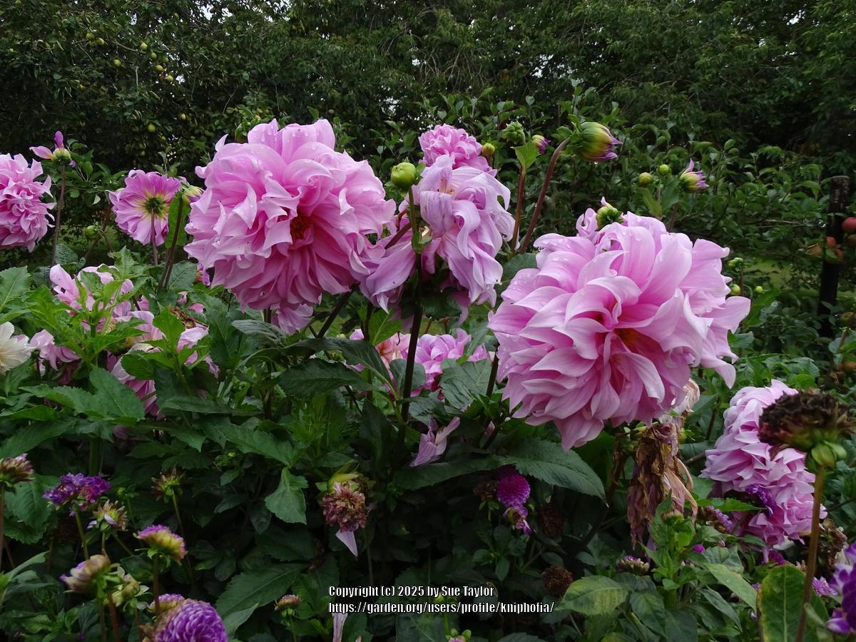 Vassio Meggos Dahlia Plants online shopping