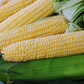 Sugar Buns F1 Corn