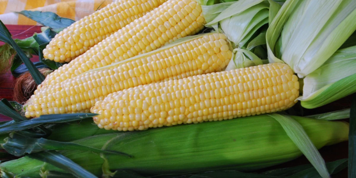 Sugar Buns F1 Corn