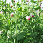 Dwarf Grey Sugar Snow Pea