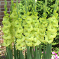 Green Star Gladiolus Corms