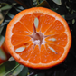 Bower Mandarin Budwood citrus plant material online shopping