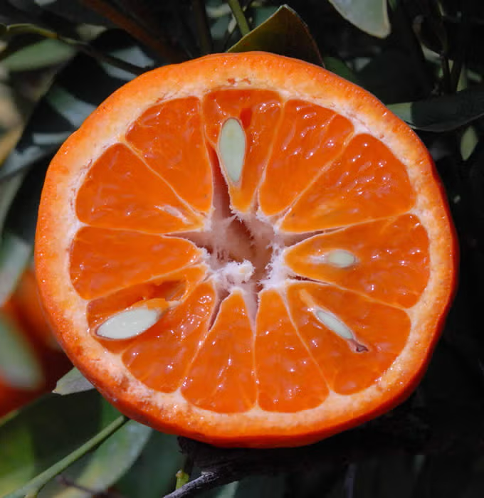 Bower Mandarin Budwood citrus plant material online shopping