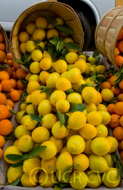 Improved Meyer Lemon Budwood citrus plant material online shopping