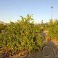 Smooth Flat Seville Sour Orange Budwood citrus plant material online shopping