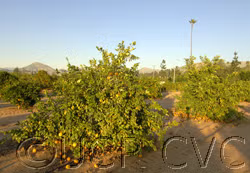 Smooth Flat Seville Sour Orange Budwood citrus plant material online shopping