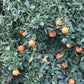 Temple x Minneola Tangor Mandarin Budwood citrus plant material online shopping