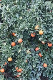Temple x Minneola Tangor Mandarin Budwood citrus plant material online shopping
