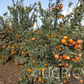 Tango Mandarin Plant citrus plant material online shopping