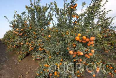 Tango Mandarin Plant citrus plant material online shopping