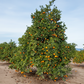 Robertson Navel Orange Budwood citrus plant material online shopping