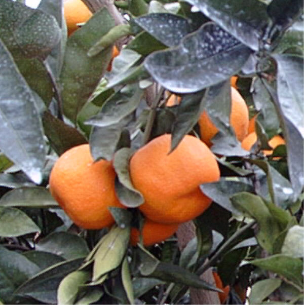 Kuno Wase Satsuma Mandarin Budwood citrus plant material online shopping