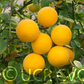 Rubidoux Trifoliate Seed citrus plant material online shopping