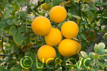 Rubidoux Trifoliate Seed