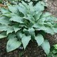 Number Nine Hosta Plants online shopping
