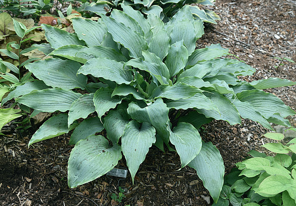 Number Nine Hosta Plants online shopping