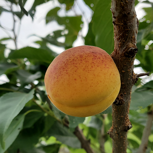 Capilano Sweet Freestone Apricot Self Fertile Hardy Tree