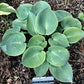 Parisian Silk Hosta Plants online shopping