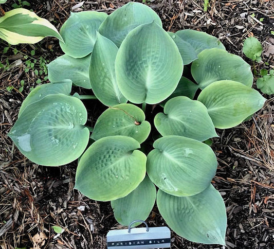 Parisian Silk Hosta Plants online shopping