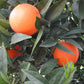 Rocky Hill Navel Valencia Orange Budwood citrus plant material online shopping