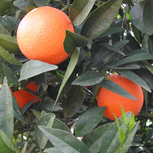 Rocky Hill Navel Valencia Orange Budwood citrus plant material online shopping