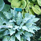 Indigo Hosta Plants online shopping