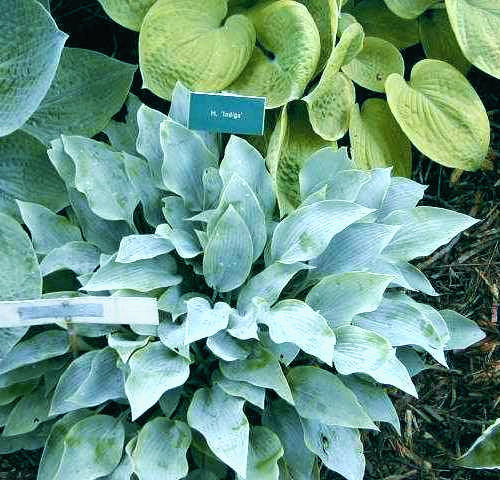 Indigo Hosta Plants online shopping