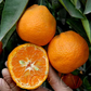 Frost Owari Satsuma Mandarin Budwood citrus plant material online shopping