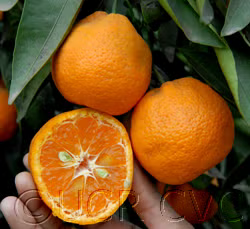 Frost Owari Satsuma Mandarin Budwood citrus plant material online shopping
