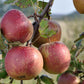 Red apples on a tree branch with a blurred natural background
