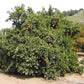 Trovita Sweet Orange Budwood citrus plant material online shopping