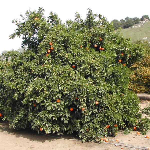 Trovita Sweet Orange Budwood citrus plant material online shopping