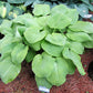 Rosedale Golden Goose Hosta Plants online shopping