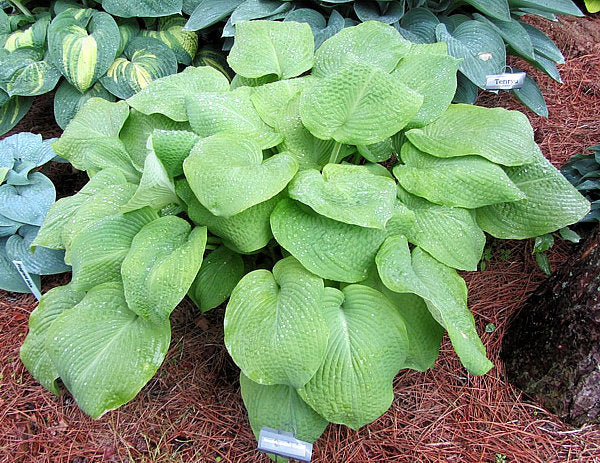 Rosedale Golden Goose Hosta Plants online shopping